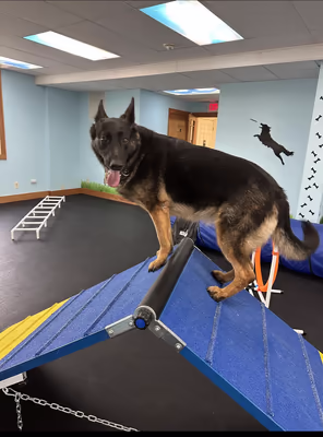 DoggieLand Play Park LLC photo 1